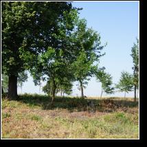 (80/171): 2012; foto Henryk Kulik