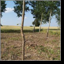 (107/171): 2012; foto Henryk Kulik