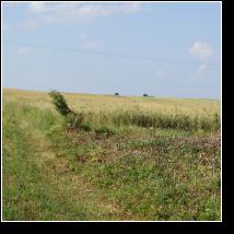 (135/171): 2012; foto Henryk Kulik