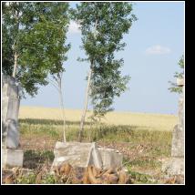 (136/171): 2012; foto Henryk Kulik