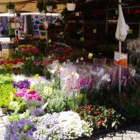 (13/50): Bazar